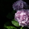 Hydrangea 2