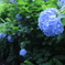 紫陽花