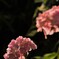 紫陽花②
