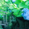 紫陽花