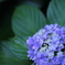 紫陽花