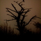 Symptom Of Death
