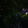 夏の夜の舞