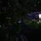 夏の夜の舞