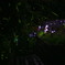 夏の夜の舞
