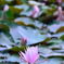 the Lotus