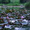 lotus garden