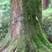 樹齢６００年の杉。