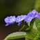 雨紫陽花