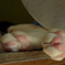 猫あし