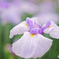 南方　花菖蒲の郷にて