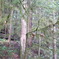 rainforest tree with moss