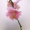 梅