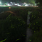 ゲンジボタル 土岐 2015 #1