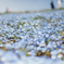 Nemophila