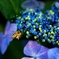 装飾花