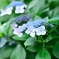 紫陽花１