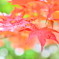 雨のち晴れ　時々紅葉