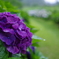 紫陽花