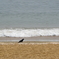 浜辺のカラス