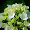 White Bouquet