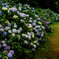 Hydrangeas in full bloom