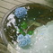 紫陽花　明月院にて