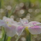 梅雨の晴れ間で