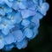 紫陽花