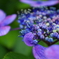 紫陽花１