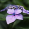 紫陽花