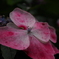 紫陽花