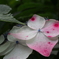 紫陽花