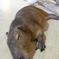 ぐっすり