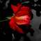 薔薇