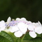 紫陽花