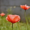 私が好きな花
