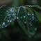 雨粒