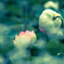 DSCF7359