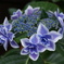 倉吉の紫陽花