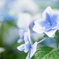 紫陽花