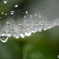 雨粒たわわ