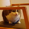 ちょっとシャイな猫ちゃん。