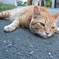 だらけ猫