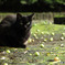 公園の猫(11)