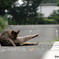 公園の猫(12)