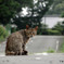 公園の猫(13)