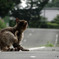 公園の猫(14)