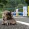 公園の猫(16)