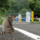 公園の猫(17)